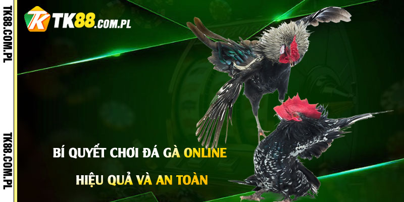 Trực Tiếp Đá Gà C1 - Trang Đá Gà C1 Online Cpc1,2,3 4 Bí quyết chơi đá gà online hiệu quả và an toàn
