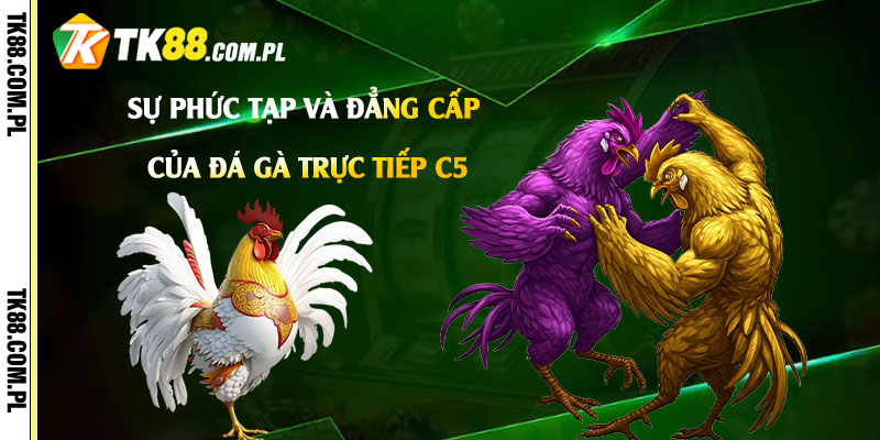 Đá Gà Trực Tiếp C5 - Video Đá Gà Trực Tiếp Tk88 Đang Diễn Ra 2 Sự Phức Tạp và Đẳng Cấp của Đá Gà Trực Tiếp C5